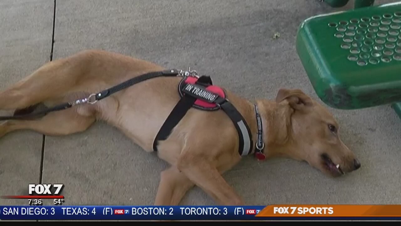 Non-profit places therapy dogs in court, centers to help abused children