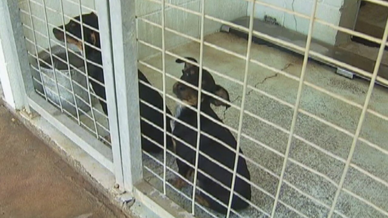 Bastrop puppies