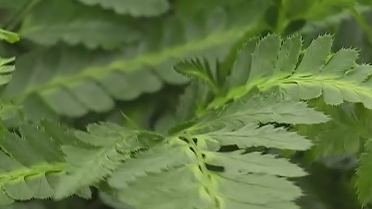 Your Garden: Choosing Ferns