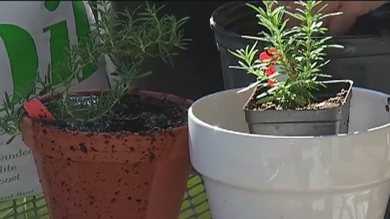 Your Garden: Planting in a pot