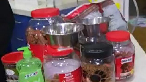 Austin Animal Shelter helping Harvey evacuee pets