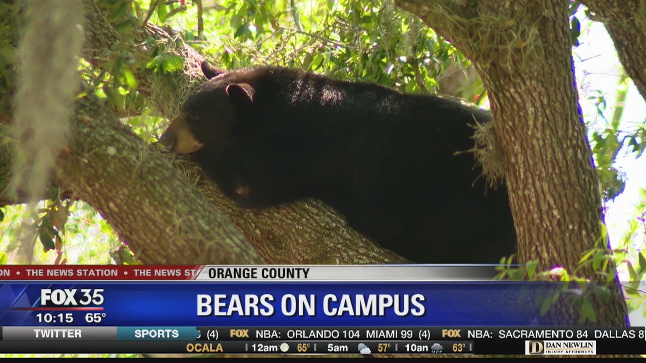 Bears on campus