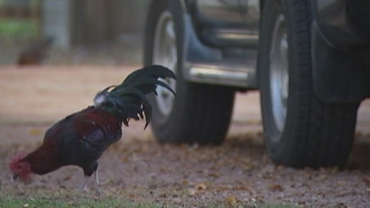 Feral chickens in Bastrop