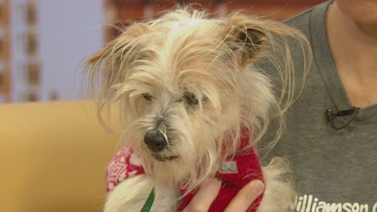 Pet of the Week: Tig