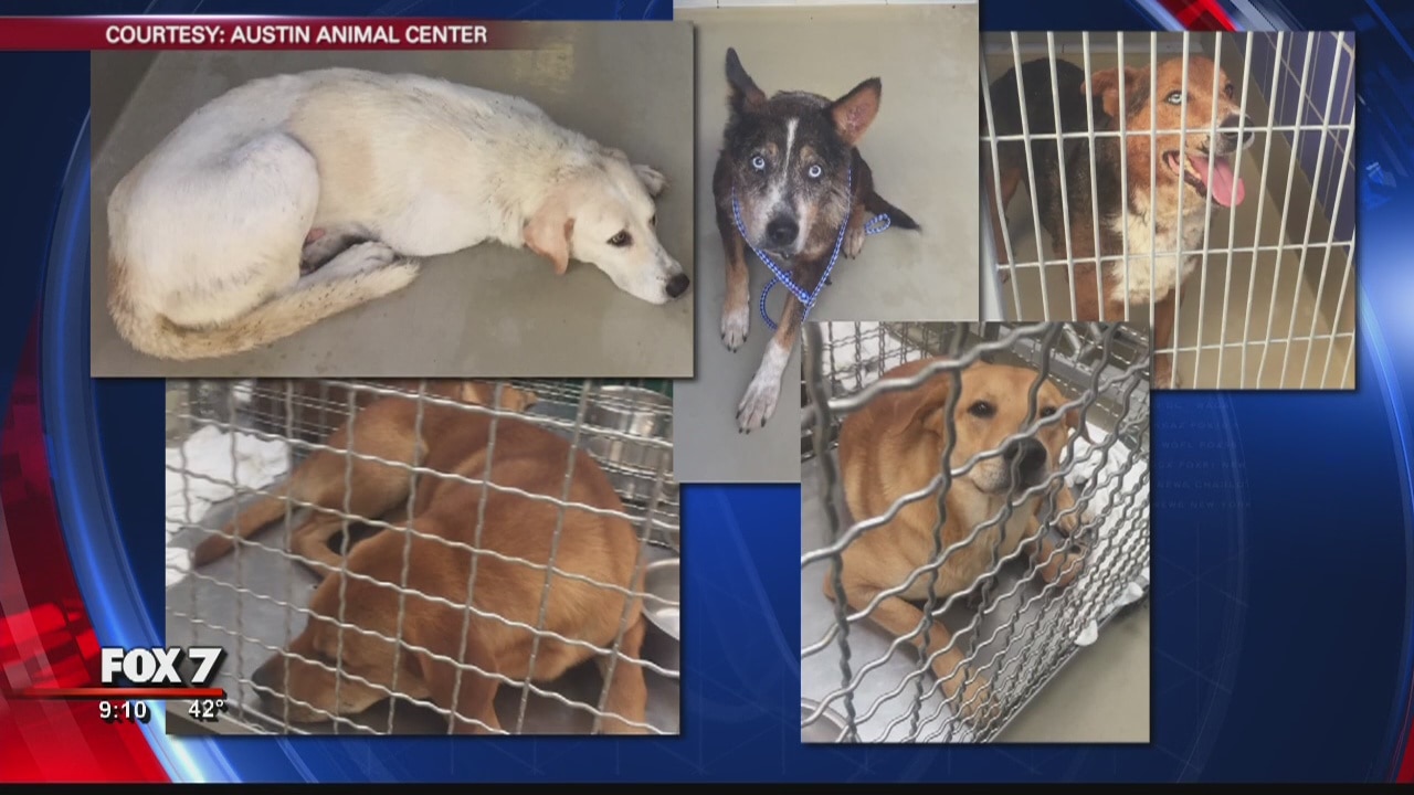 Dogs euthanized