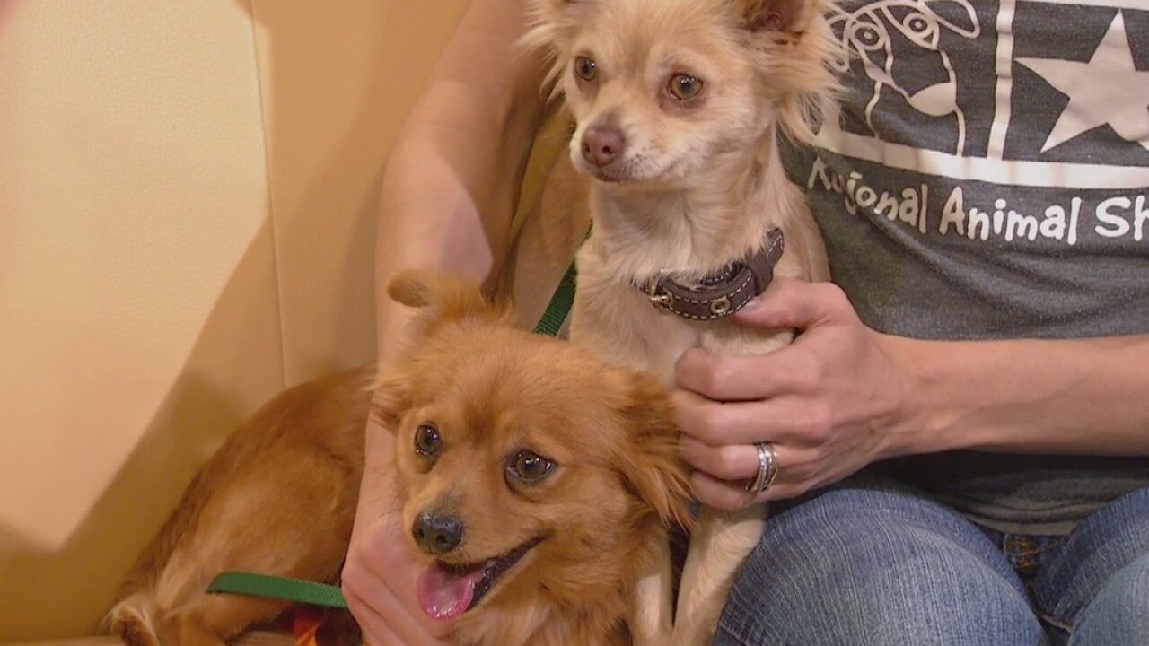 Pets of the Week: Ethan and Hazel