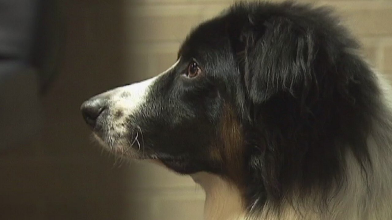 SMPD therapy dog