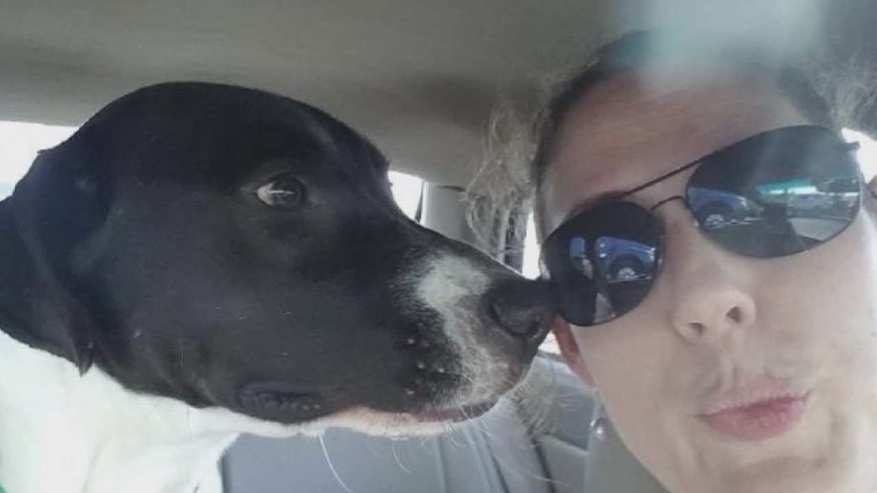 Hero dog / house fire