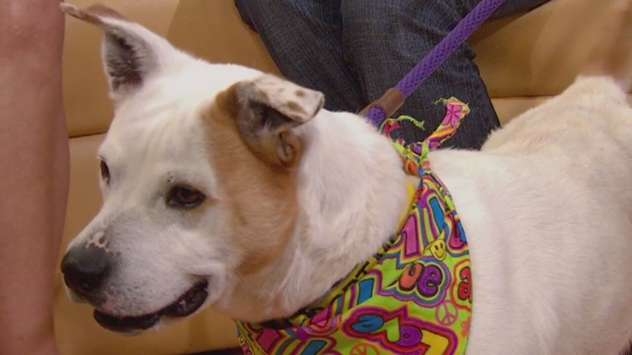 Pet of the Week: July