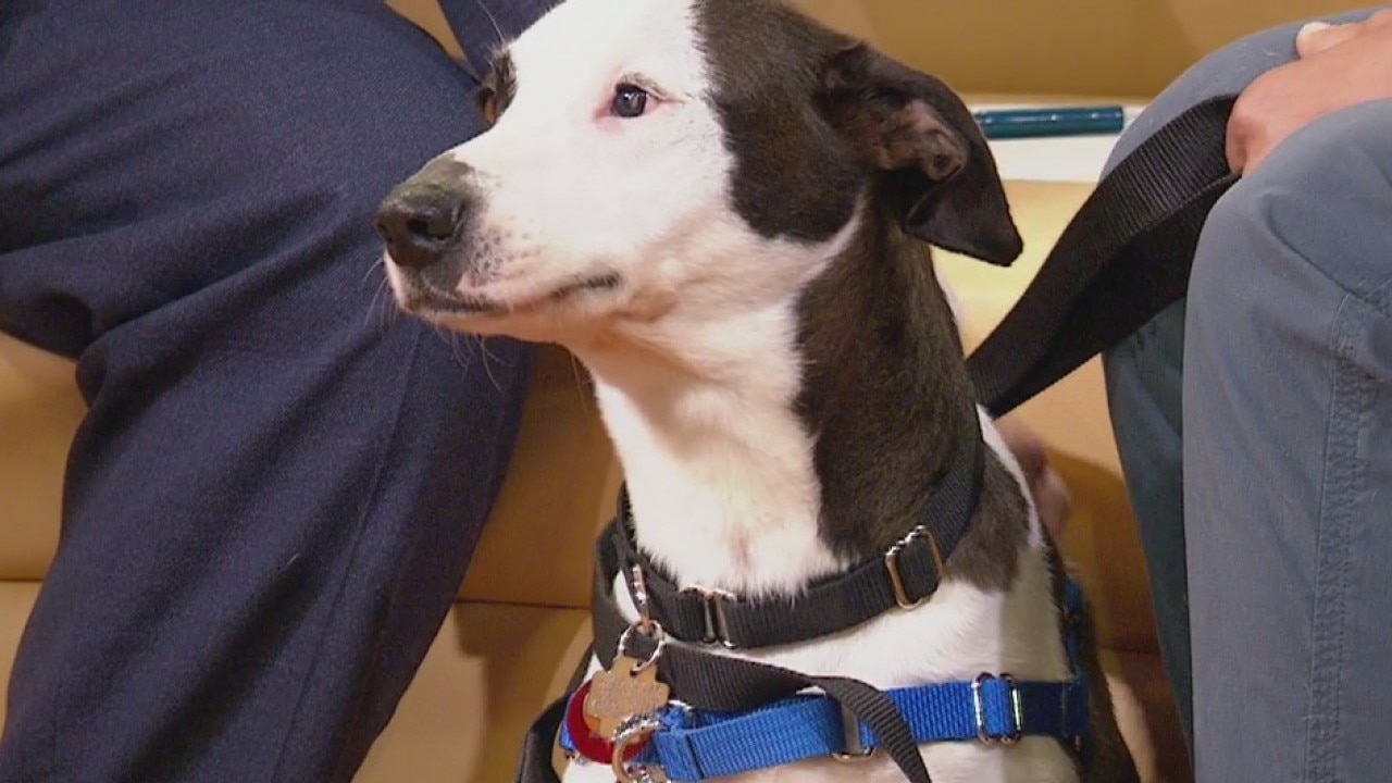 Pet of the Week: Phoebe