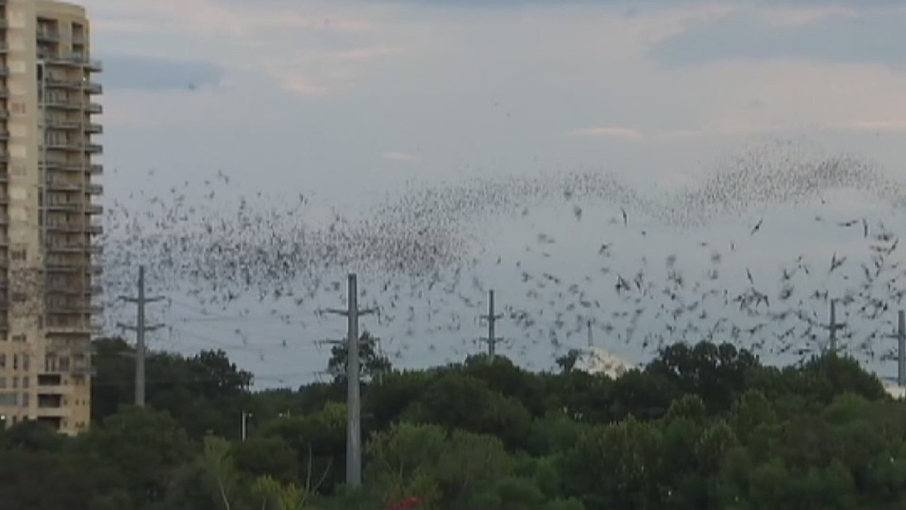 Bats in Central Texas