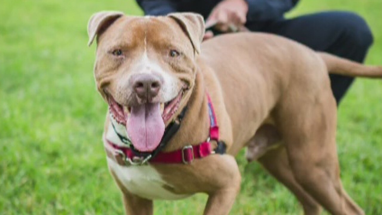 Pet of the Weekend: Chino