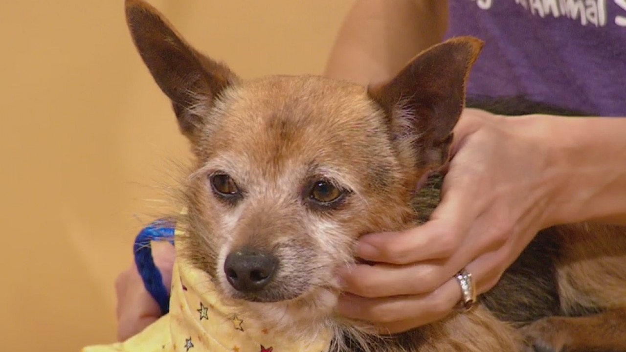 Pet of the Week: Nickel