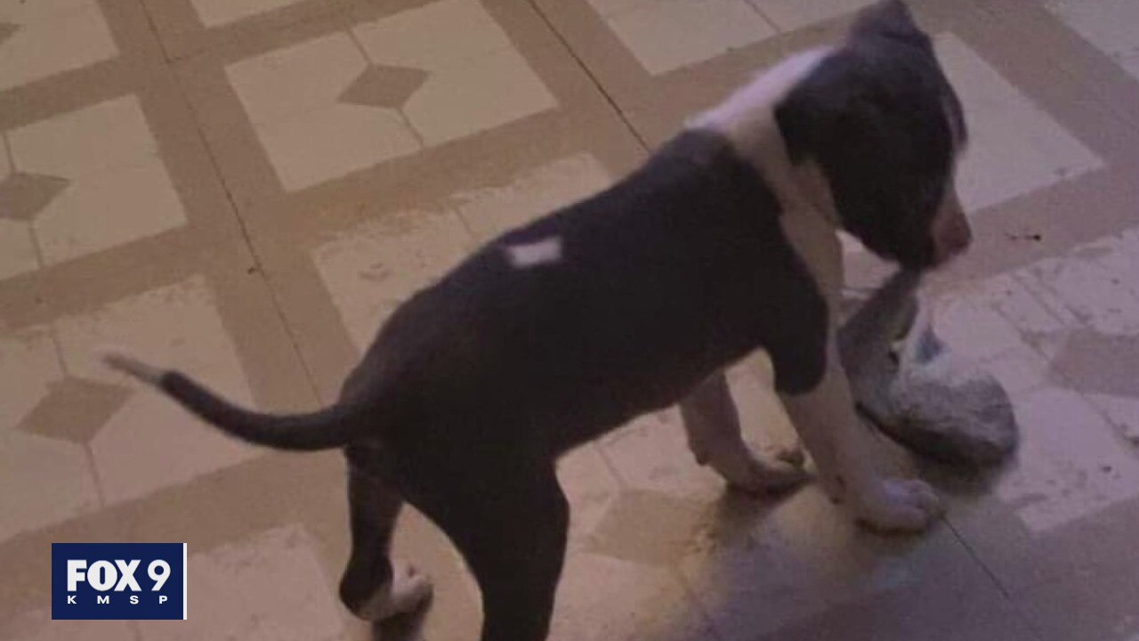 Couple: Puppy stolen at gunpoint in Minneapolis