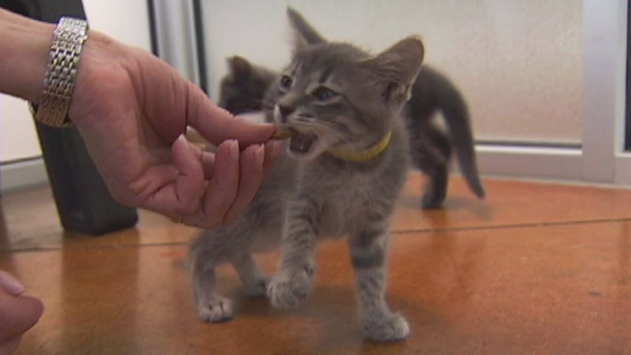 Cat trick adoptions