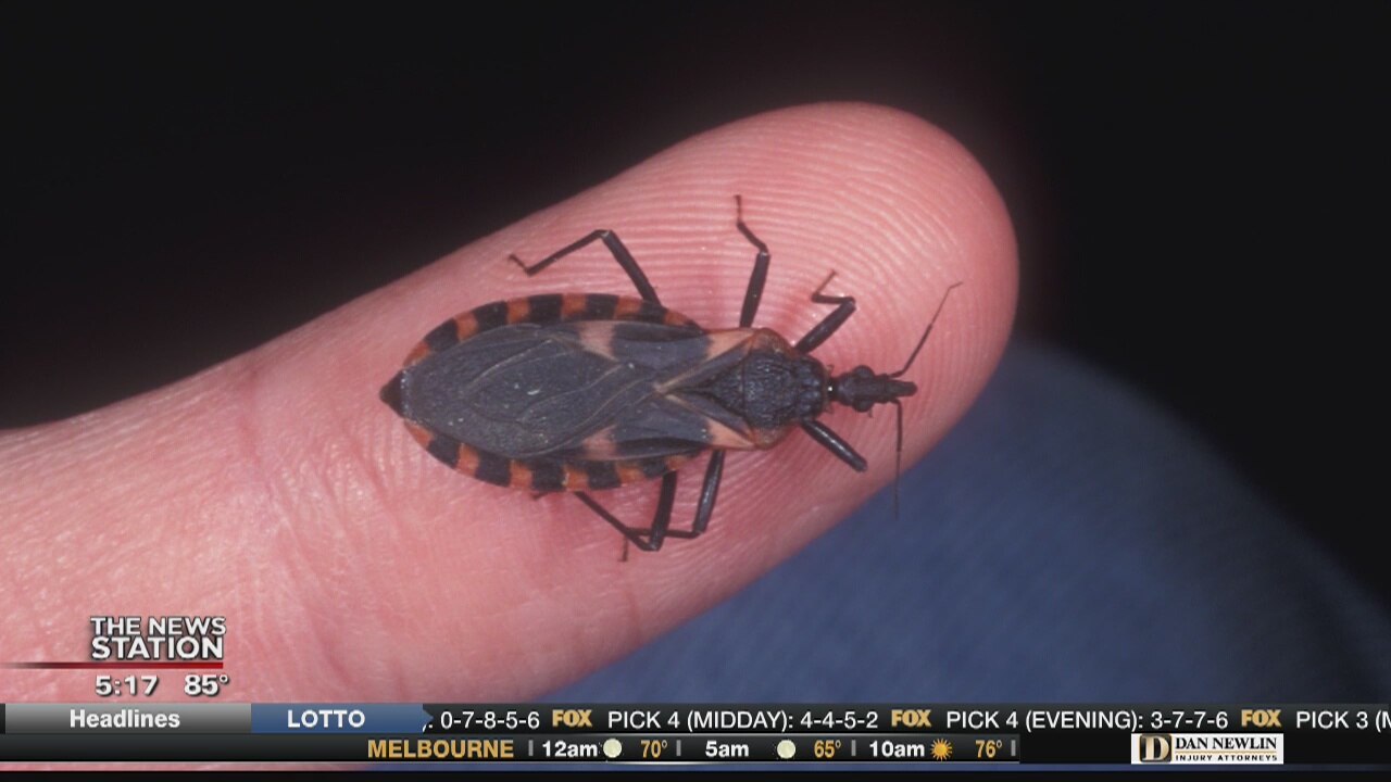Kissing bug spreading