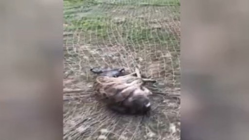 Lakeway woman charged after interfering with deer trappers