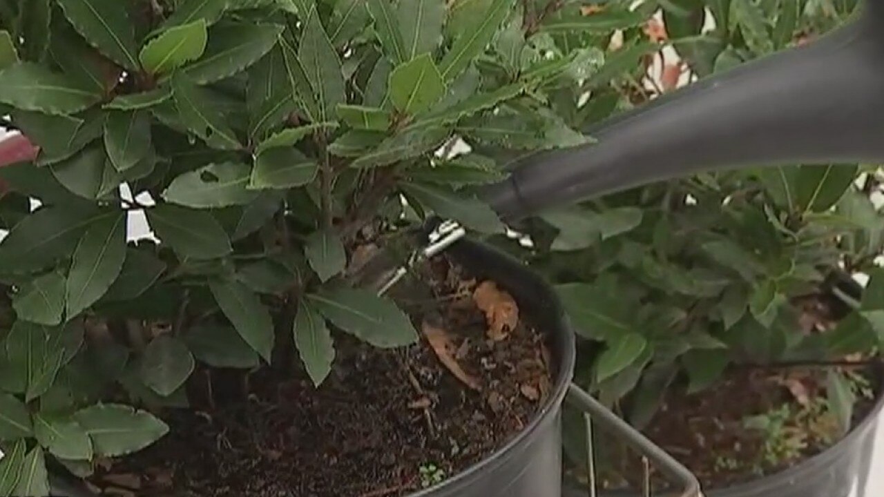 Your Garden: Maintaining Moisture