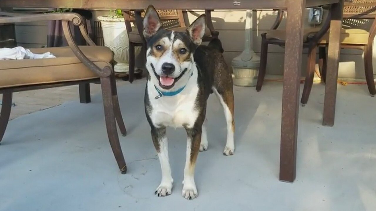 Local rescue group says dog was euthanized and survived