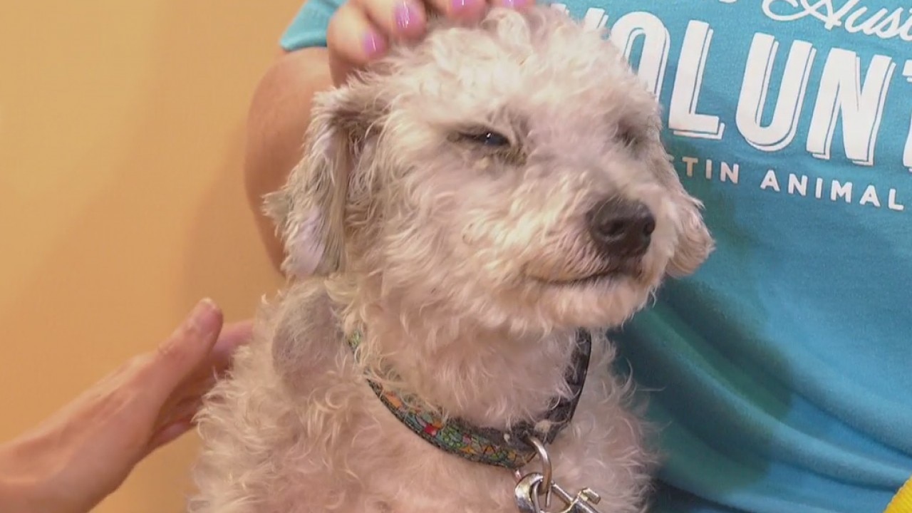 Pet of the Weekend: Max