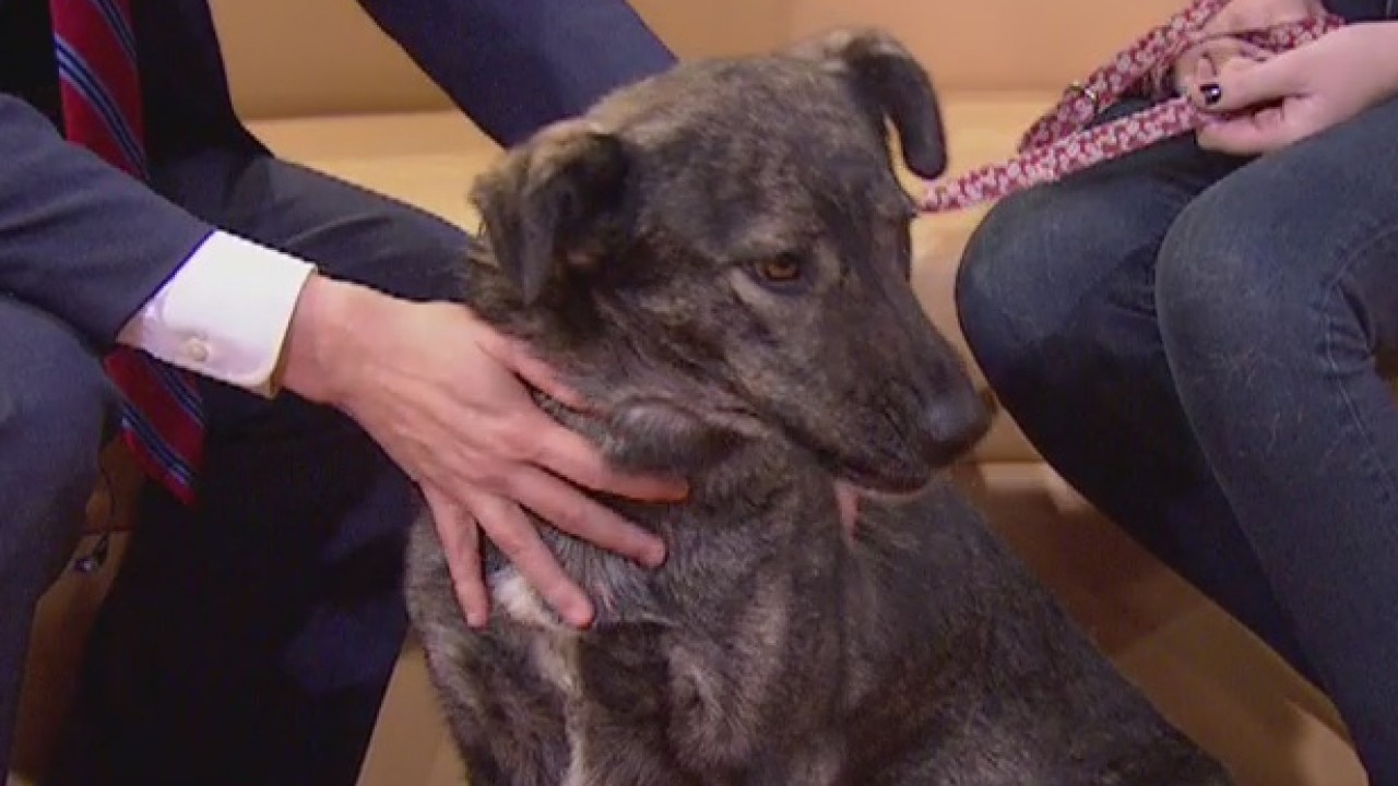 Pet of the Week: Fresca