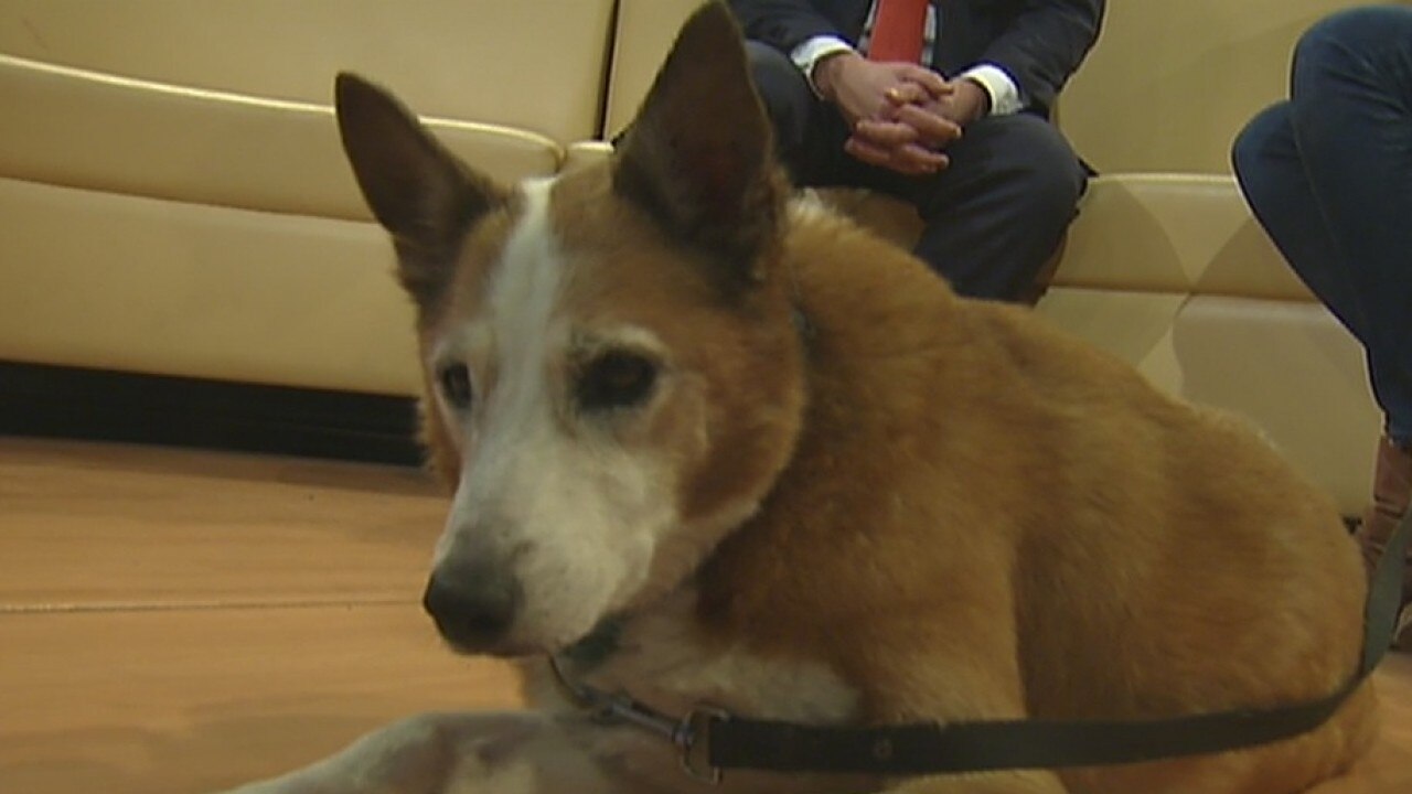 Pet of the Week: Sasha Fierce