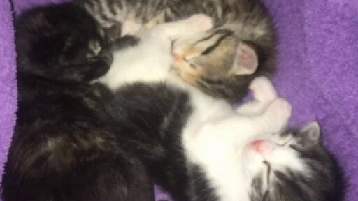 Kittens rescued from storm drain in Round Rock