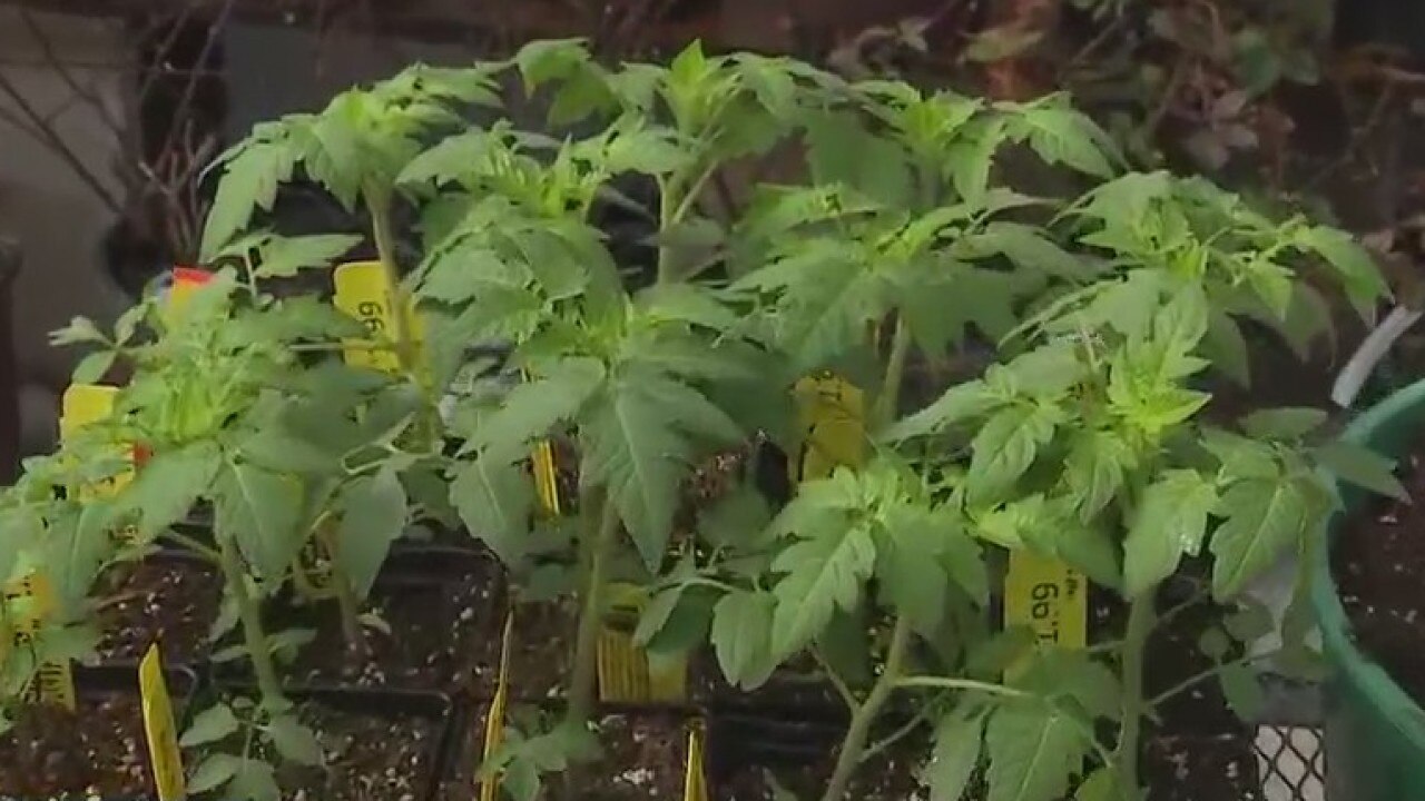 Your Garden: Growing tomatoes