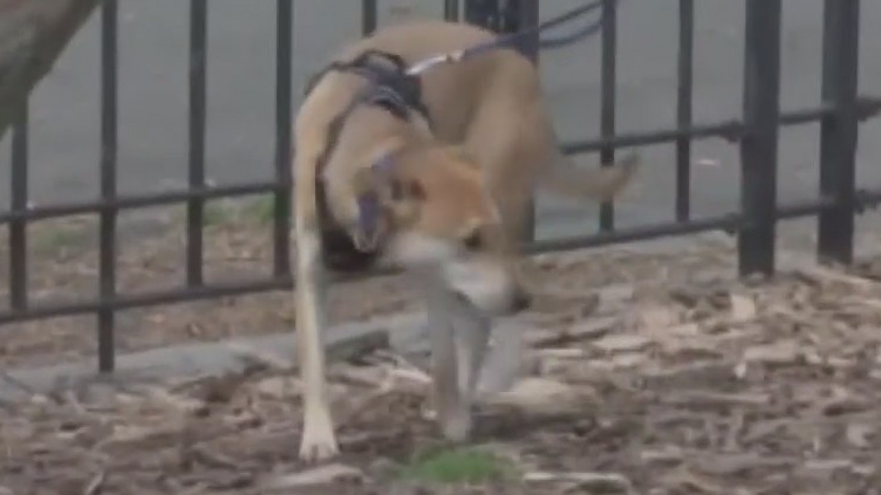 Better Business Bureau talks about avoiding puppy scams