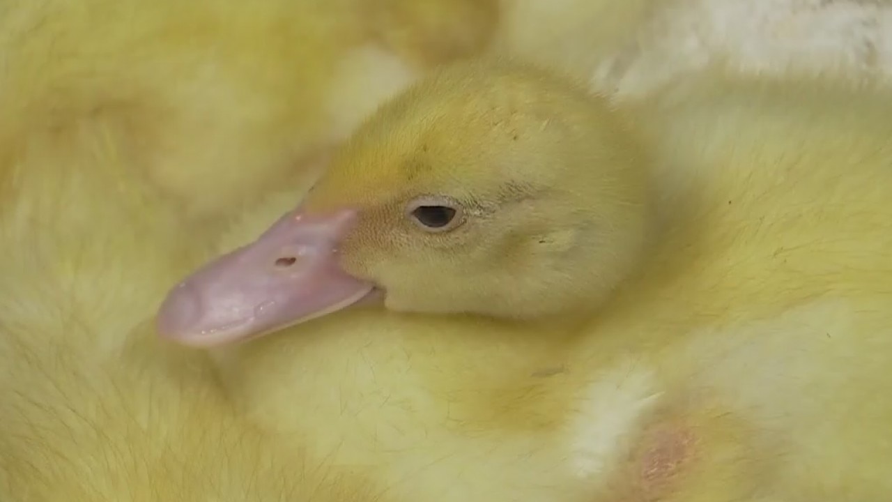 Austin Wildlife Rescue takes in 200 additional animals since recent storms
