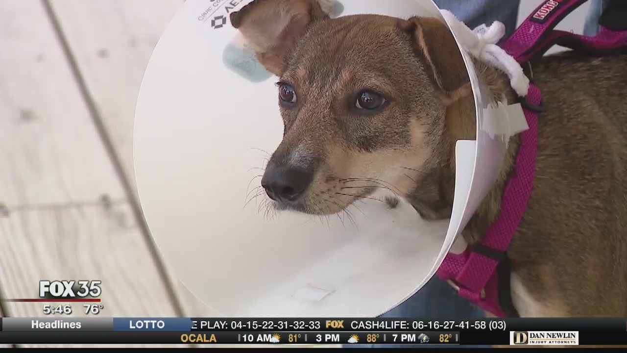 Abused dog from India finds new home in US