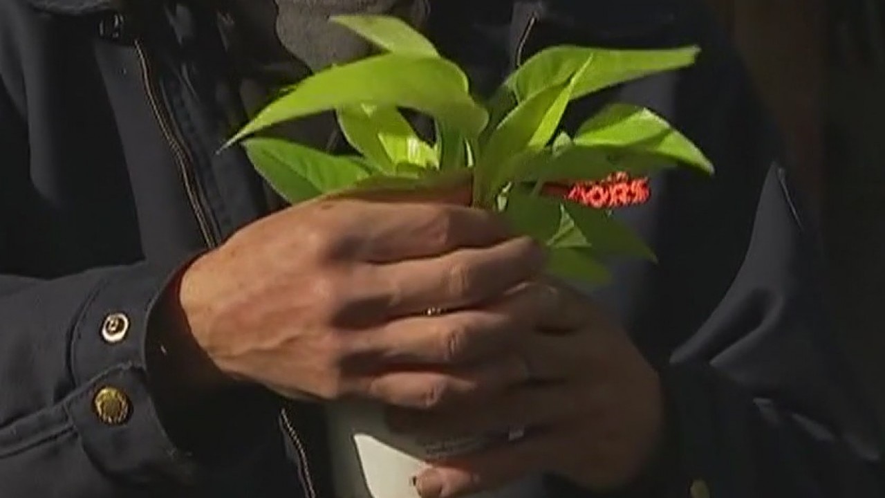 Your Garden: Repotting house plants
