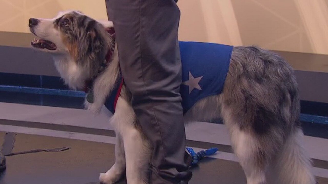 Strengthening bond with your dog