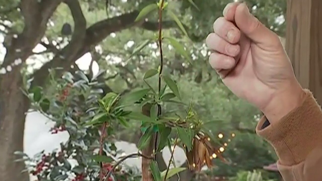 Your Garden: Simplifying gardening chores