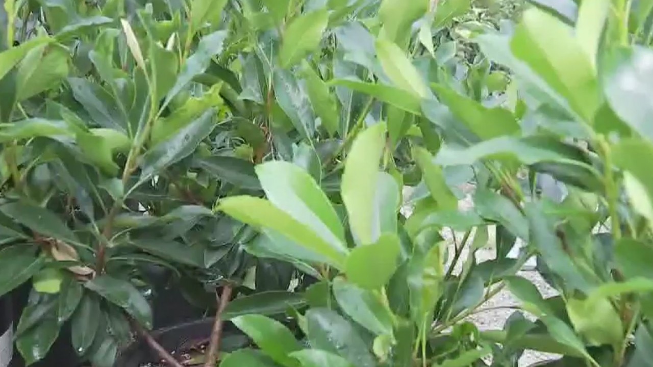 Your Garden: Proper spacing