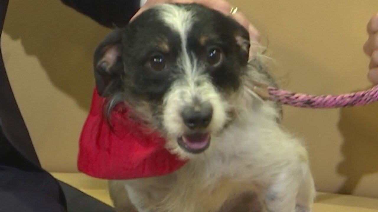Pet of the Week: Dougie