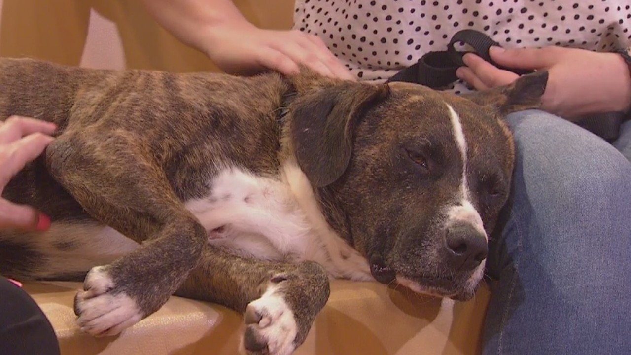 Pet of the Weekend: Baloo