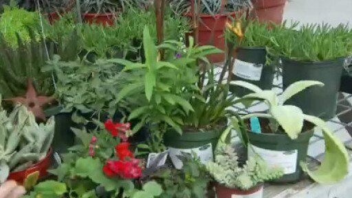 Getting kids into gardening