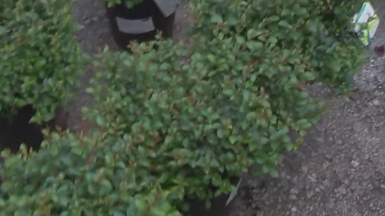 Your Garden: Crepe Myrtle Plants