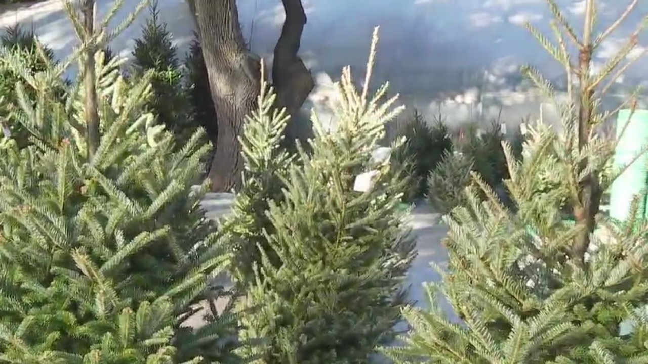 Tips on how to preserve a Christmas tree