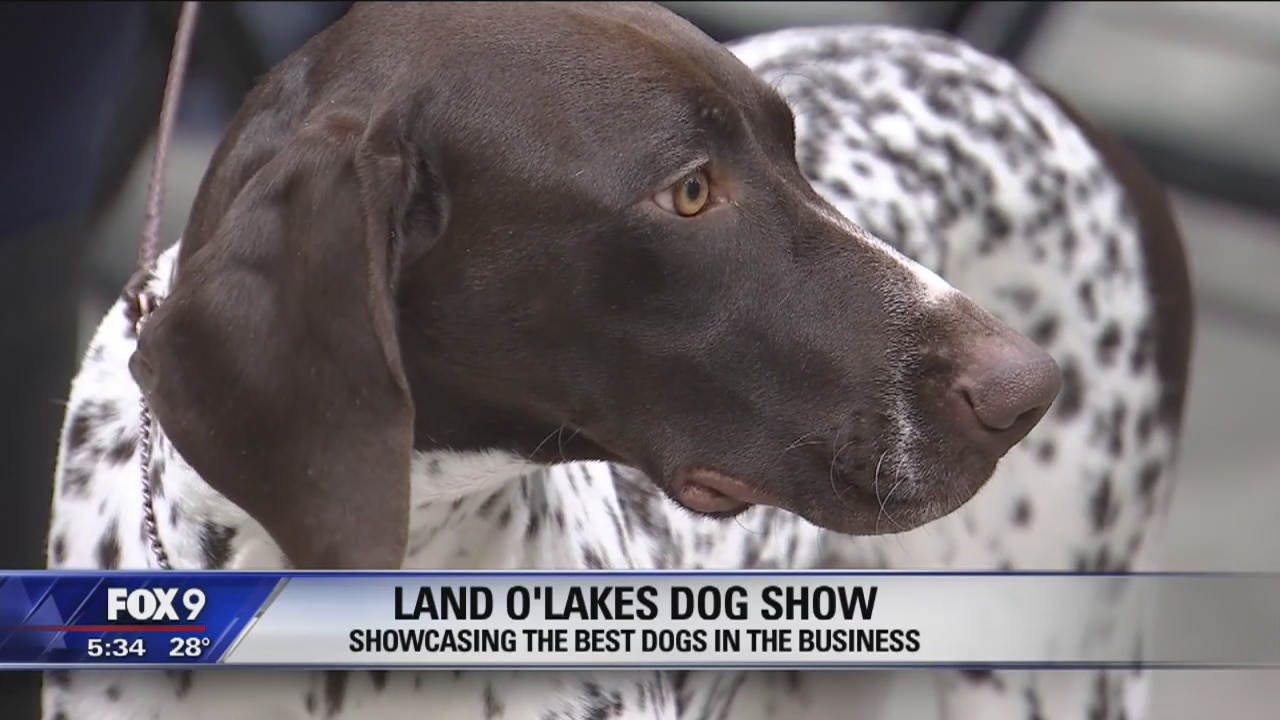 Winners in 2020 Land O'Lakes Dog Show