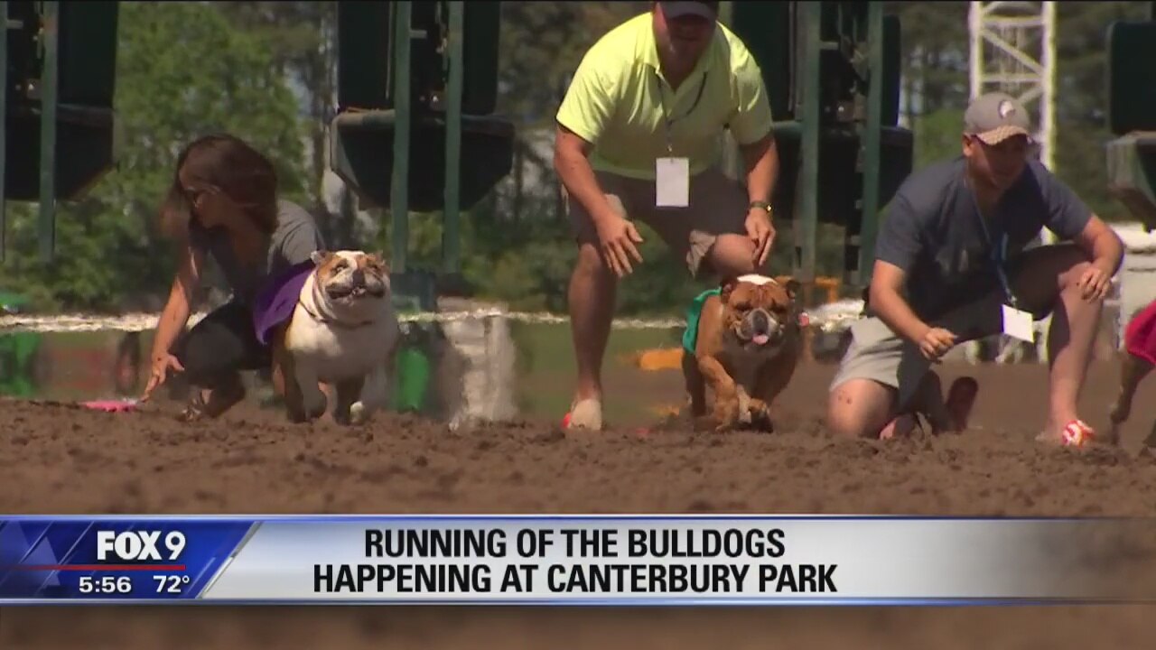 Running of the Bulldogs returns to Canterbury Park for 6th year