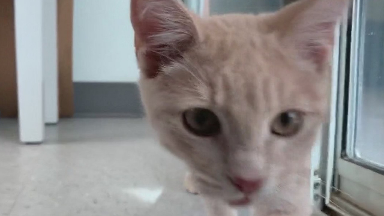 Pet of the Weekend: Haruki Meowakami