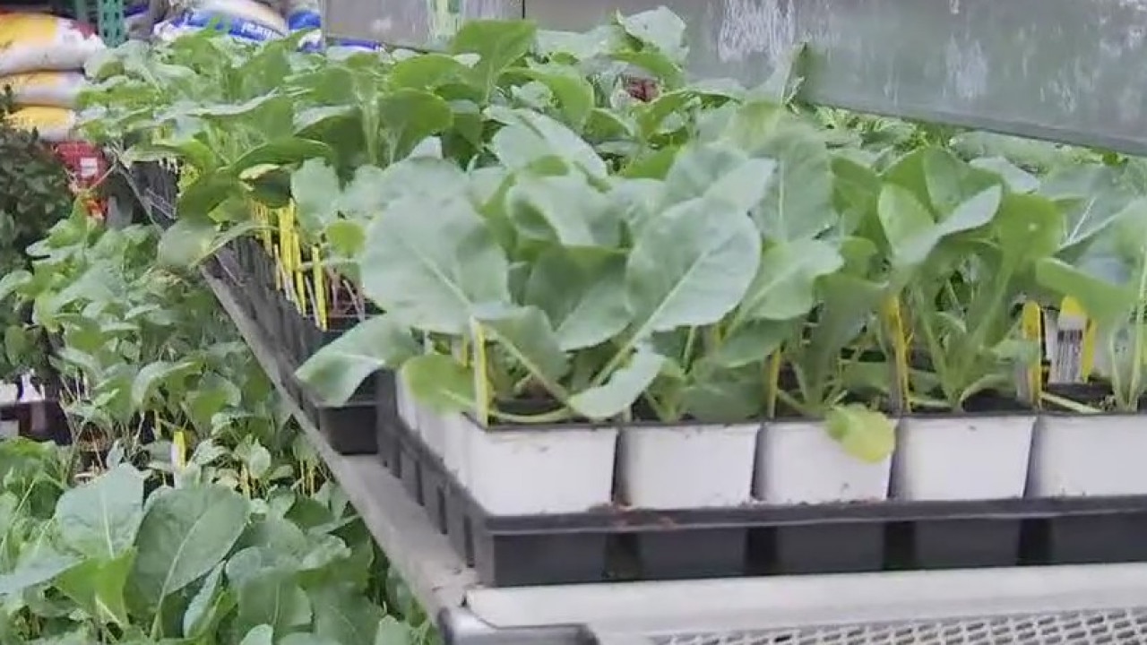 Your Garden: Planting vegetables and annuals