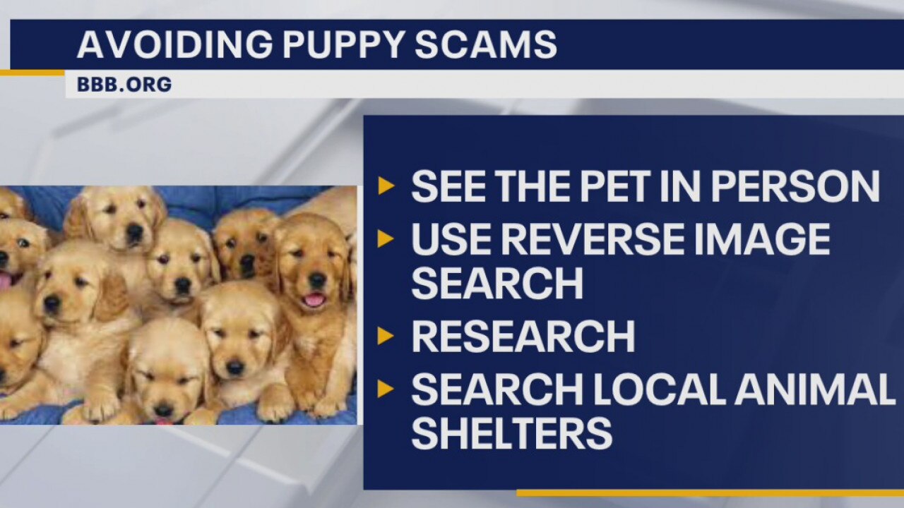Better Business Bureau offers tips so you can avoid a puppy scam