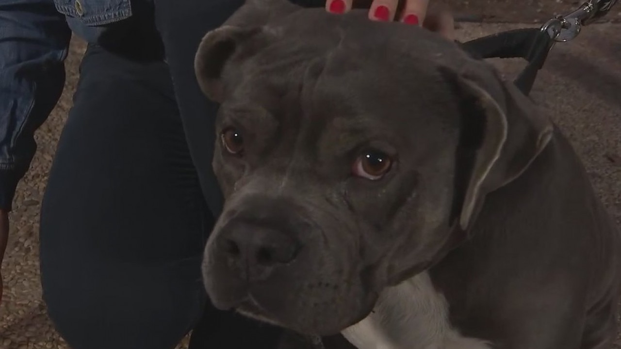 Austin Pets Alive! preview