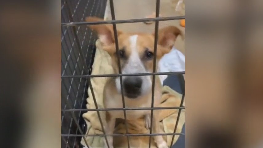 Pet of the Weekend: Fiona