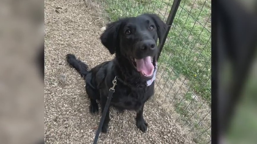 Pet of the Weekend: Charcoal