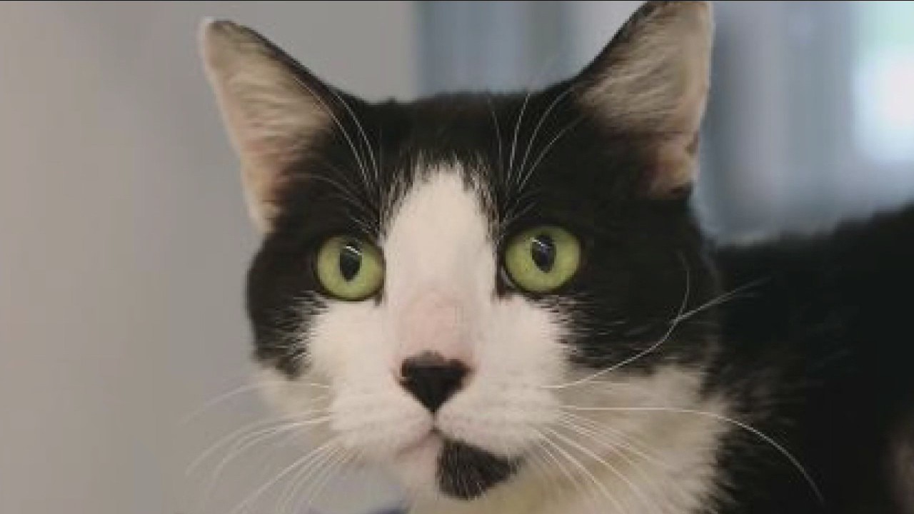 Pet of the Weekend: Jinx