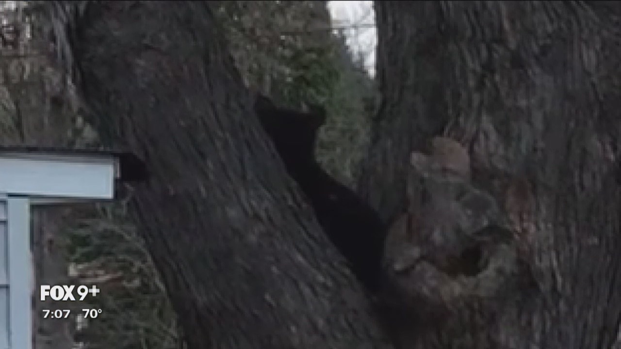 DNR officer shoots and kills bear after 'stand off' in North St. Paul neighborhood